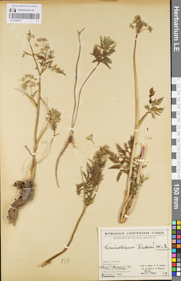 LE 01096371