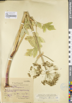 LE 01096388