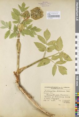 LE 01096426