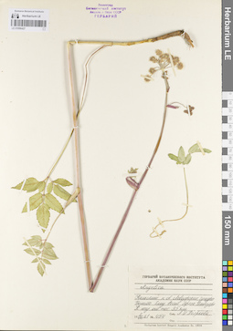 LE 01096427