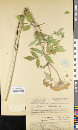 LE 01096432