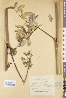 LE 01096436