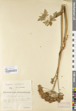 LE 01096440
