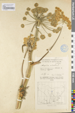 LE 01096442