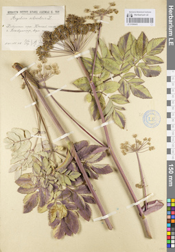 LE 01096443