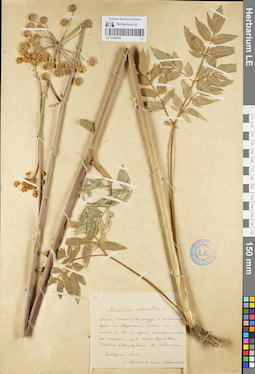 LE 01096446