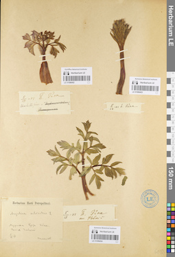 LE 01096453