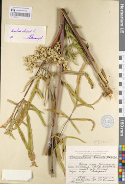 LE 01096531