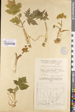 LE 01096543