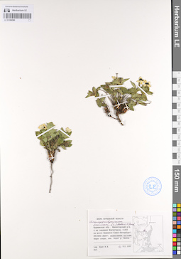 LE 01096580