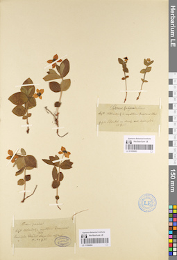 LE 01096684