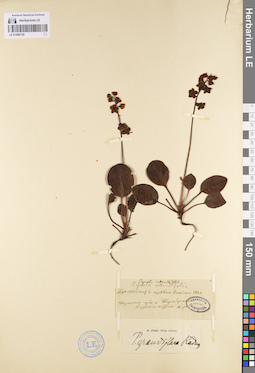 LE 01096729
