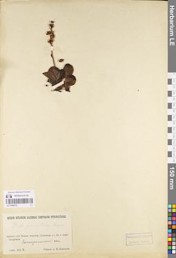 LE 01096735
