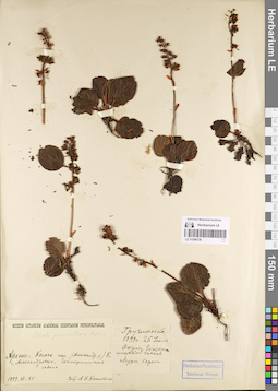 LE 01096736