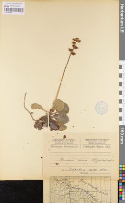 LE 01096806