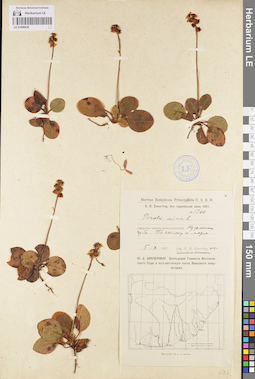 LE 01096838