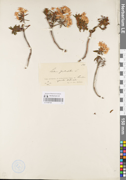 LE 01097124