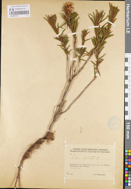 LE 01097125