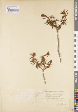 LE 01097188