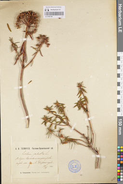 LE 01097196