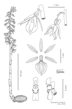 LE 01089117