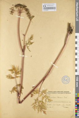 LE 01096503