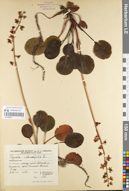 LE 01096913