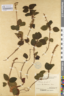 LE 01096982