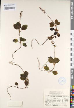 LE 01097015