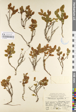 LE 01098166