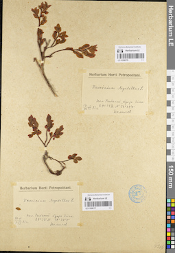 LE 01098176