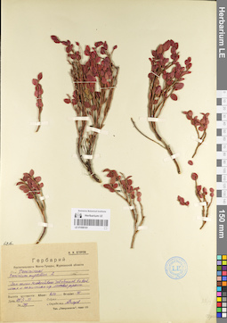 LE 01098181