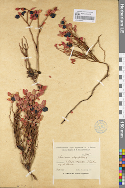 LE 01098242