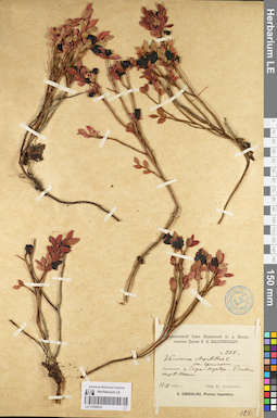 LE 01098243