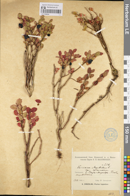 LE 01098244