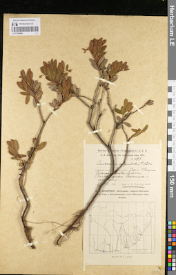 LE 01098808