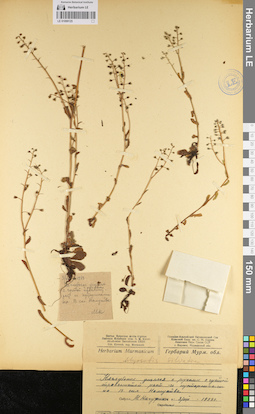 LE 01099125