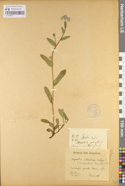 LE 01099176
