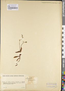 LE 01099195