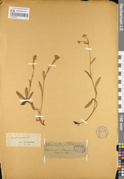 LE 01099237