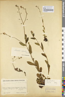LE 01099238