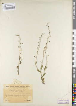 LE 01099245