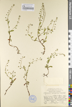 LE 01099302