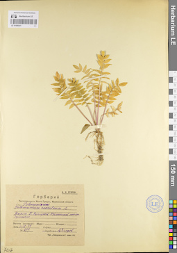 LE 01099341