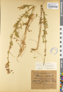 LE 01099344