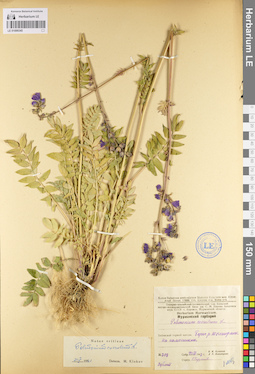 LE 01099345