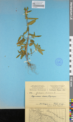 LE 01099523