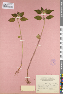 LE 01099541