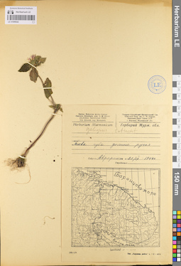 LE 01099542