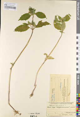 LE 01099543